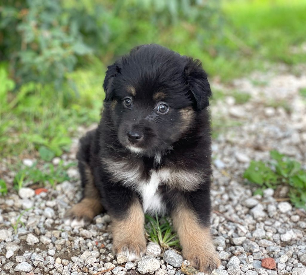 mini Aussie puppies near Council Bluffs Iowa
